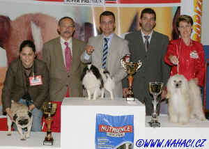 BIG IX. - res. BIG Chinese Crested Dog Ich. CODY z Haliparku, owner L. Brychtov,  judge: F.M. Rodrigues, PT 